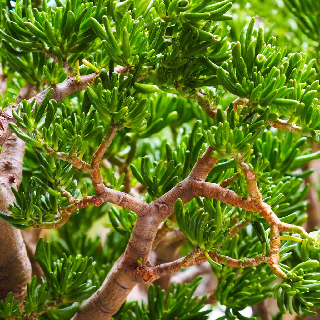 Crassula ovata Gollum (Coral) - Albero di giada