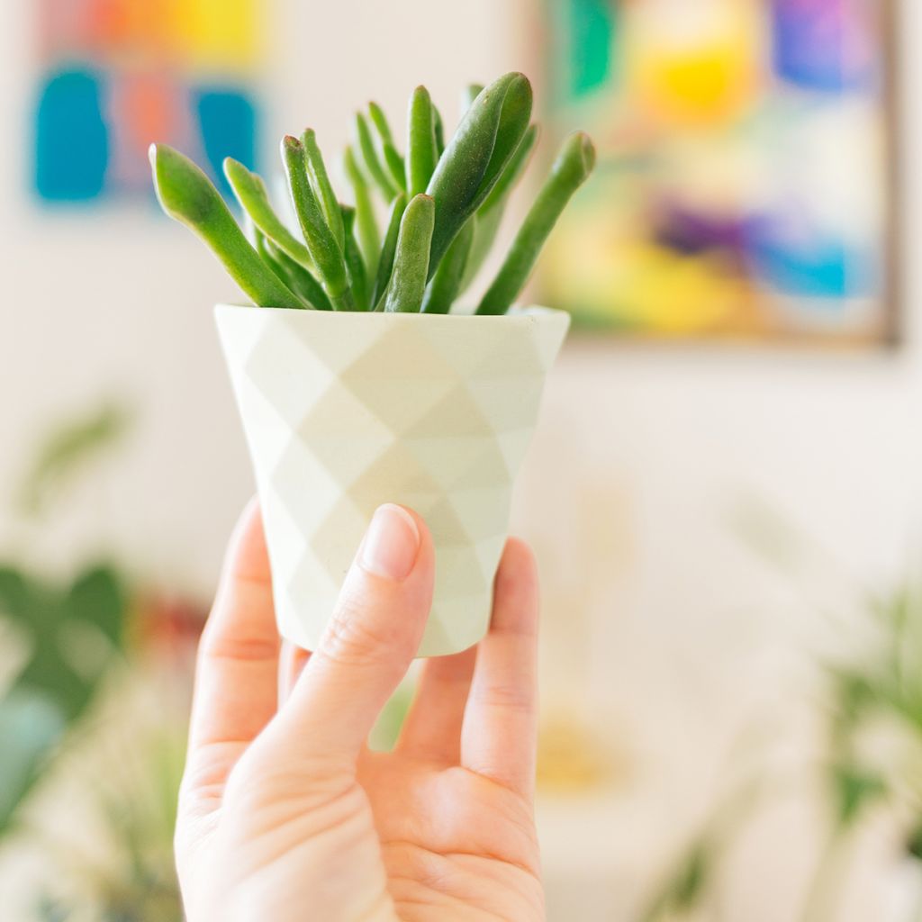 Crassula ovata Gollum (Coral) - Albero di giada