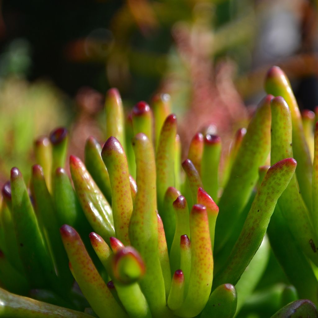 Crassula ovata Gollum (Coral) - Albero di giada