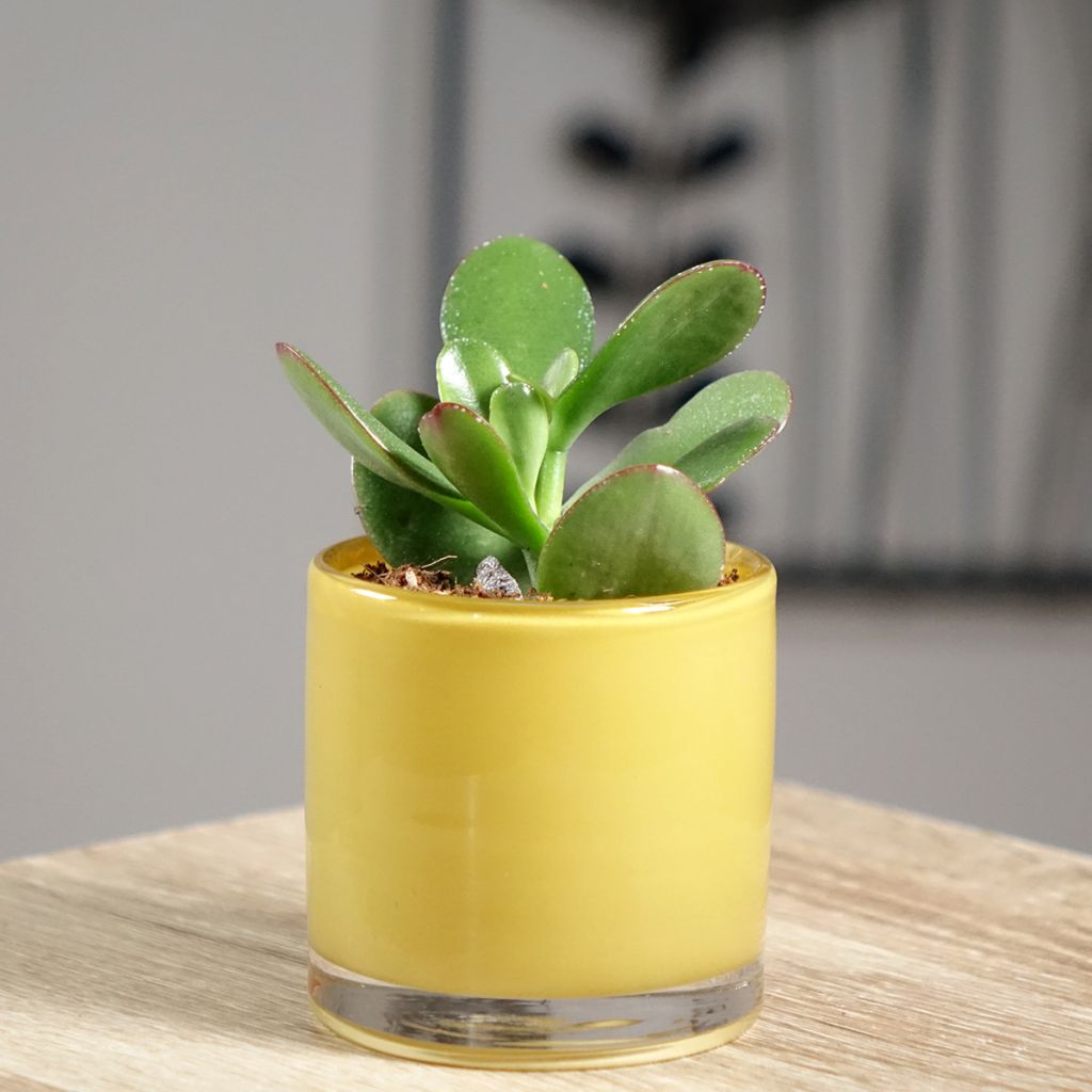 Crassula ovata - Albero di giada