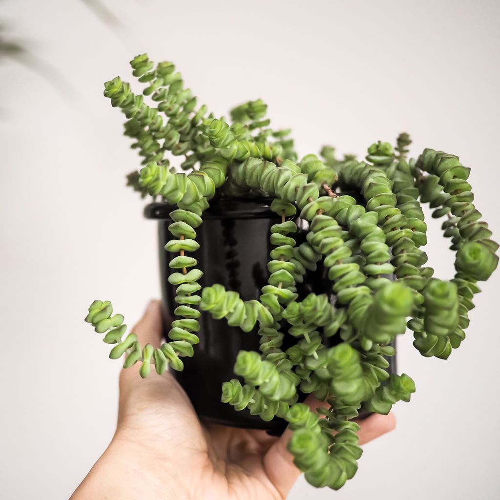 Crassula rupestris subsp. marnieriana