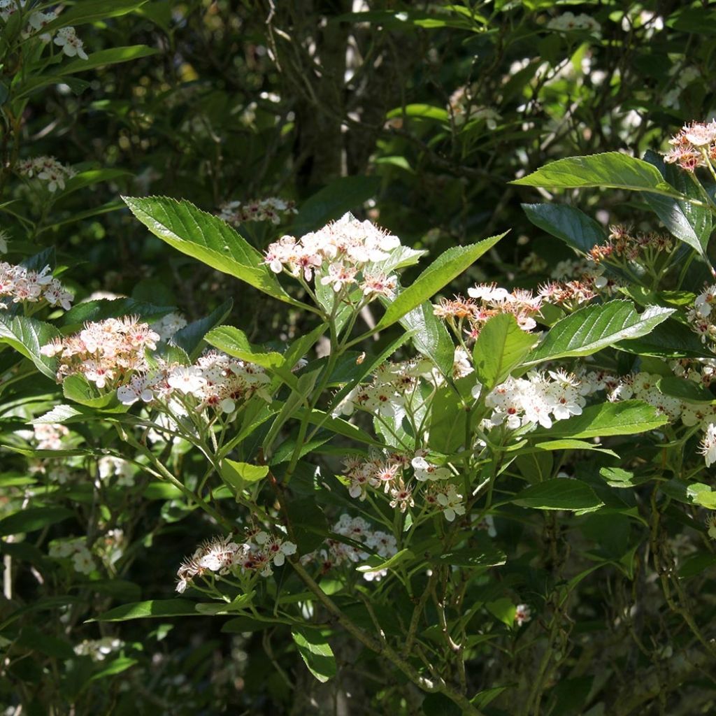 Crataegus lavallei Carrierei - Biancospino
