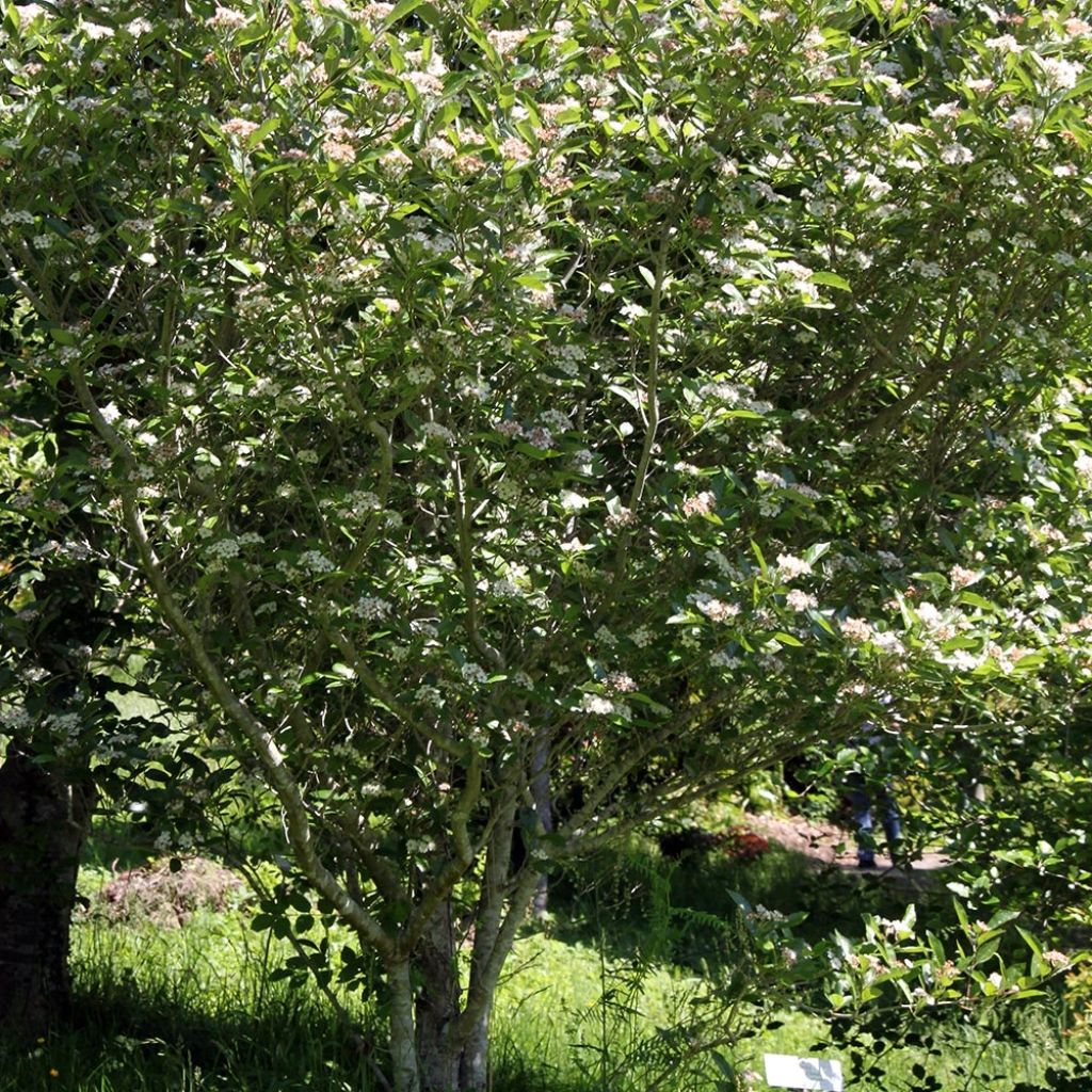 Crataegus lavallei Carrierei - Biancospino