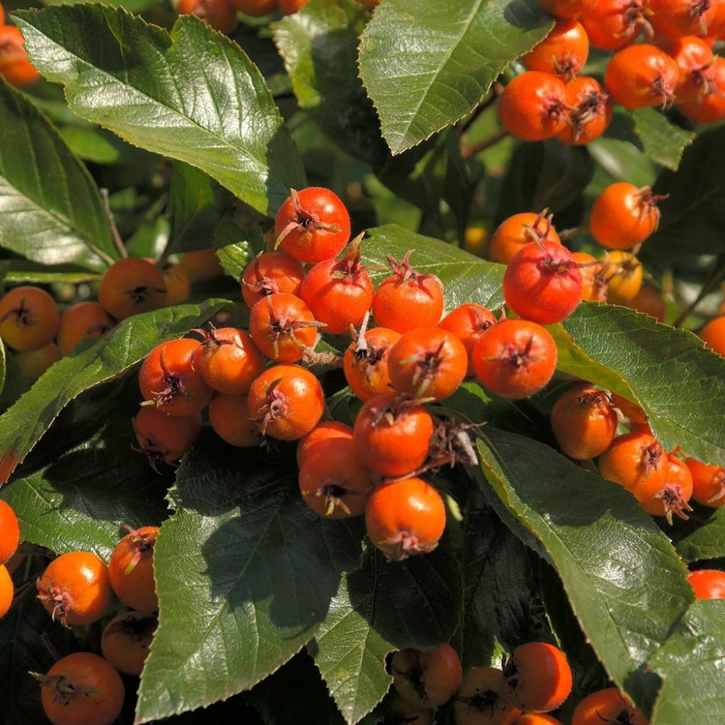 Crataegus lavallei Carrierei - Biancospino