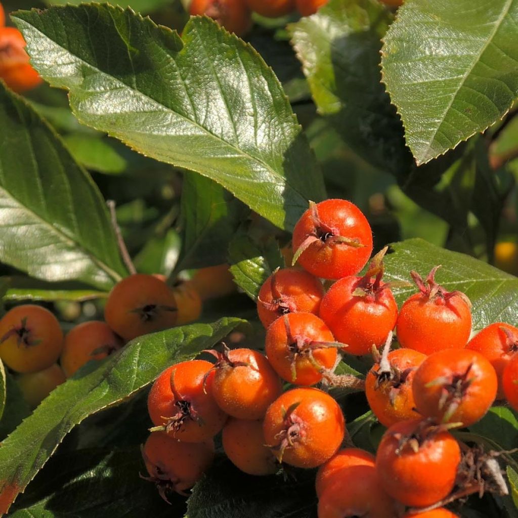 Crataegus lavallei Carrierei - Biancospino