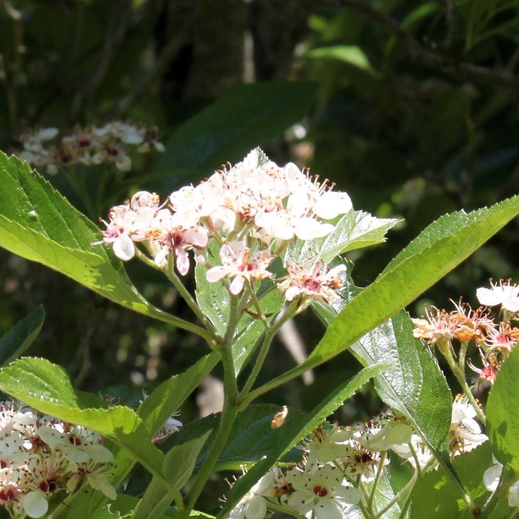 Crataegus lavallei Carrierei - Biancospino