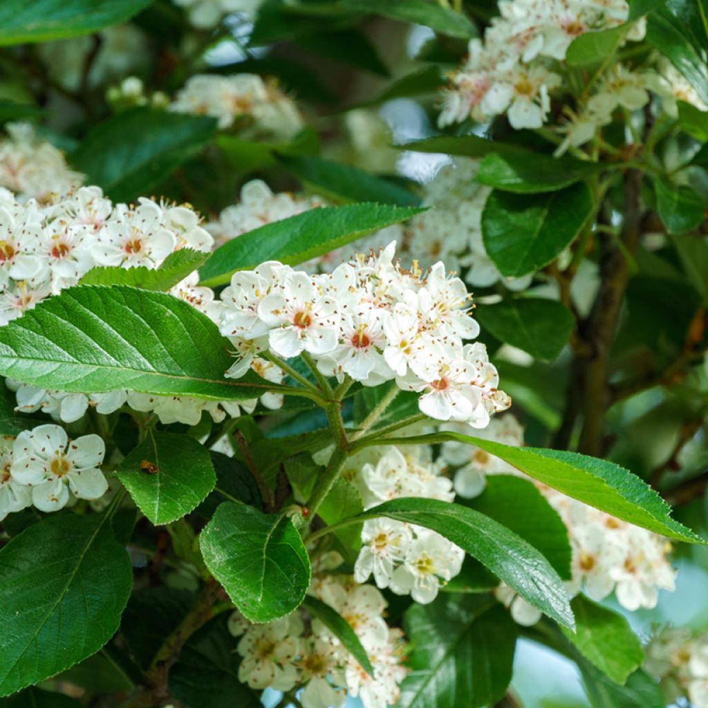 Crataegus lavallei Carrierei - Biancospino