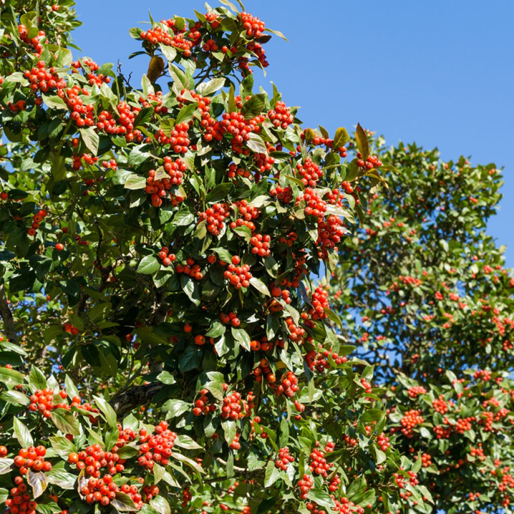 Crataegus lavallei Carrierei - Biancospino