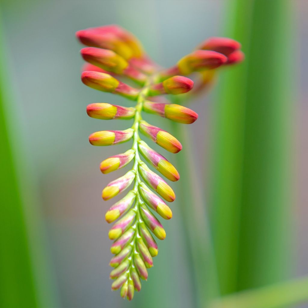 Crocosmia masoniorum Lucifer
