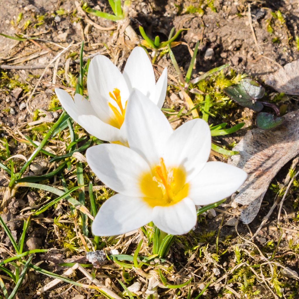 Crocus malyi - Croco