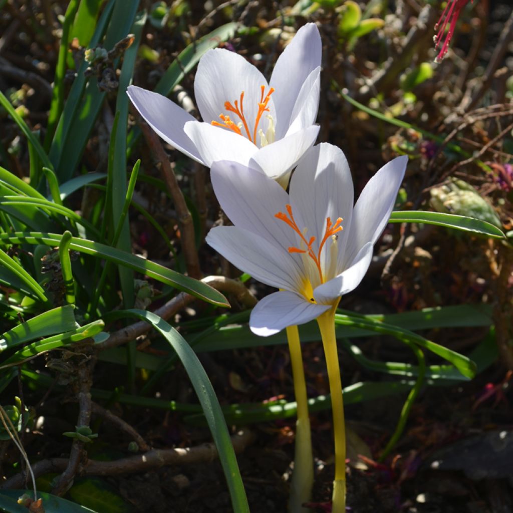 Crocus pulchellus Zephyr - Croco d'autunno