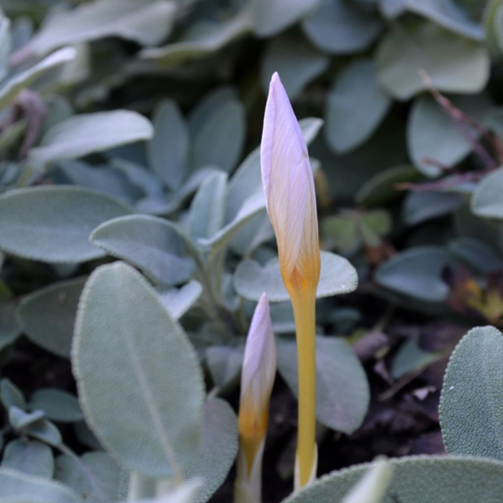 Crocus pulchellus Zephyr - Croco d'autunno