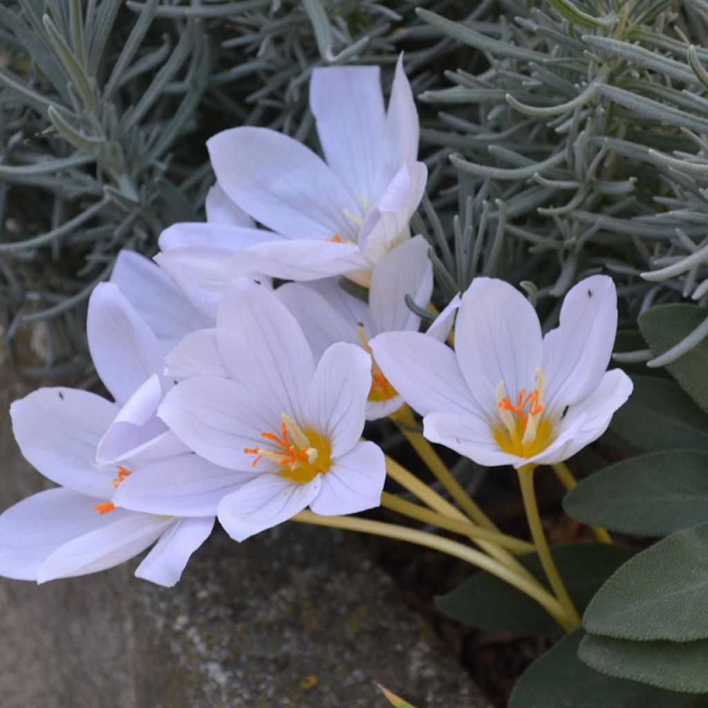 Crocus pulchellus Zephyr - Croco d'autunno