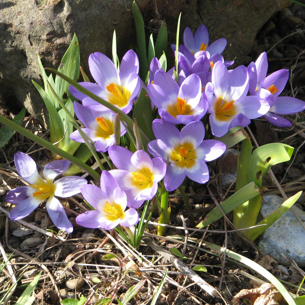 Crocus sieberi Tricolor - Crocus de Sieber