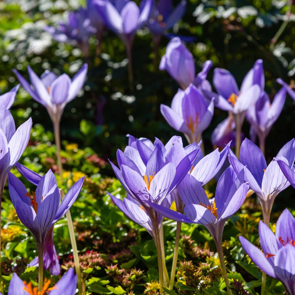 Crocus speciosus Artabir - Croco d'autunno