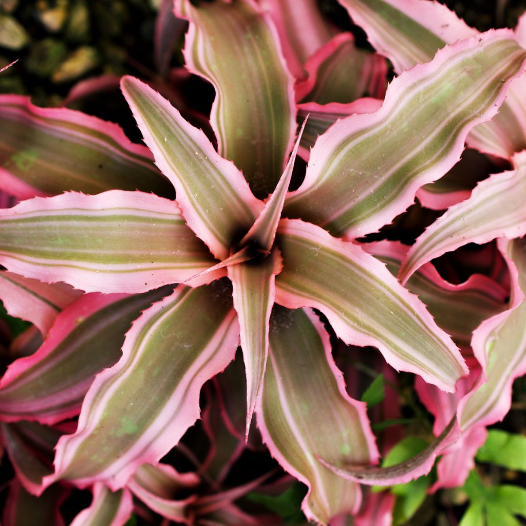 Cryptanthus Pink Star - Etoile de terre