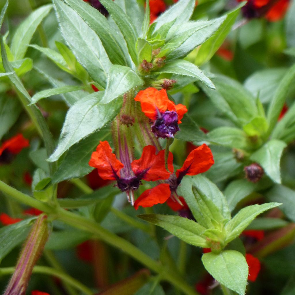Cuphea llavea Torpedo - Fiore di sigaro