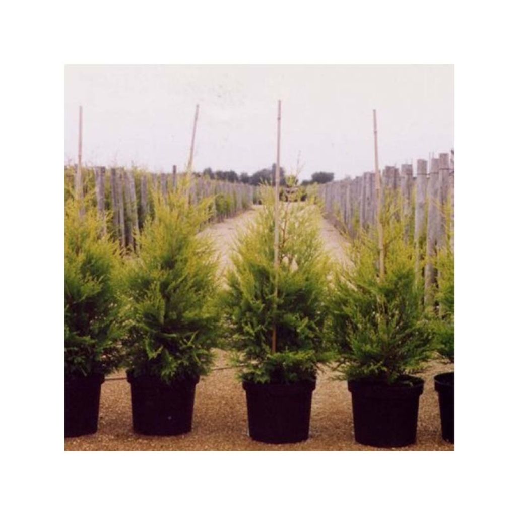 Cupressocyparis leylandii Excalibur Gold - Cipresso di Leyland
