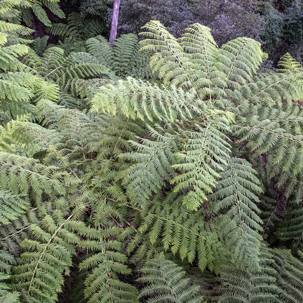 Cyathea australis - Felce arborea