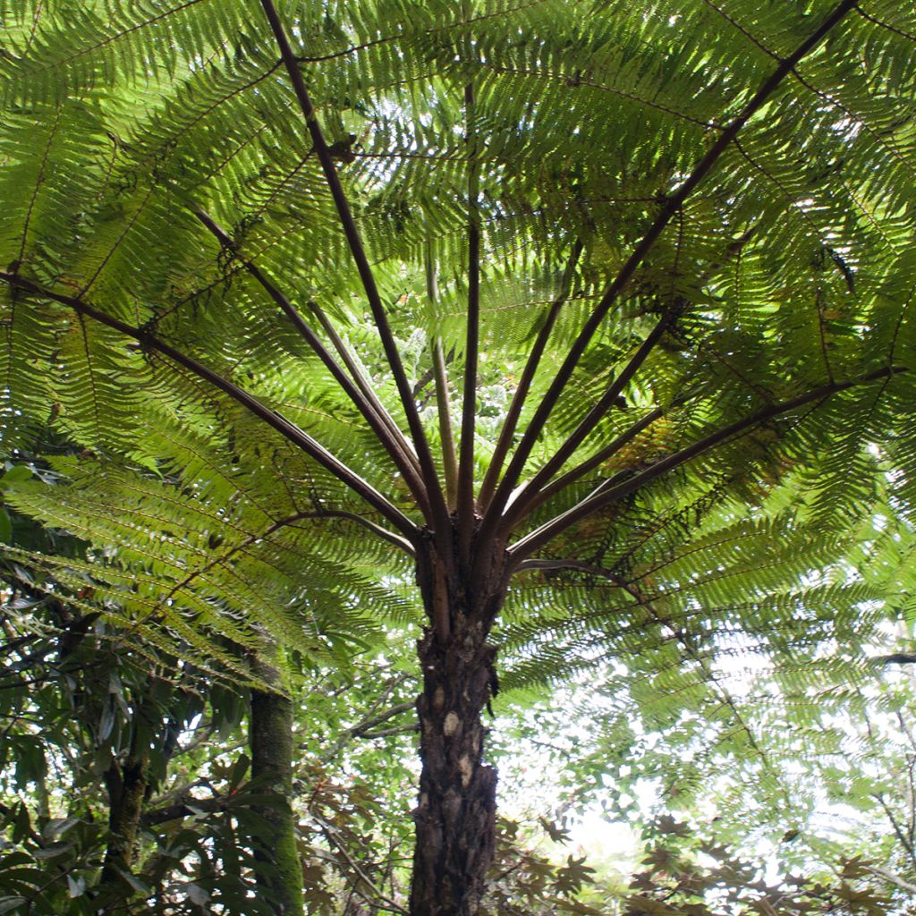 Cyathea cooperi - Felce arborea