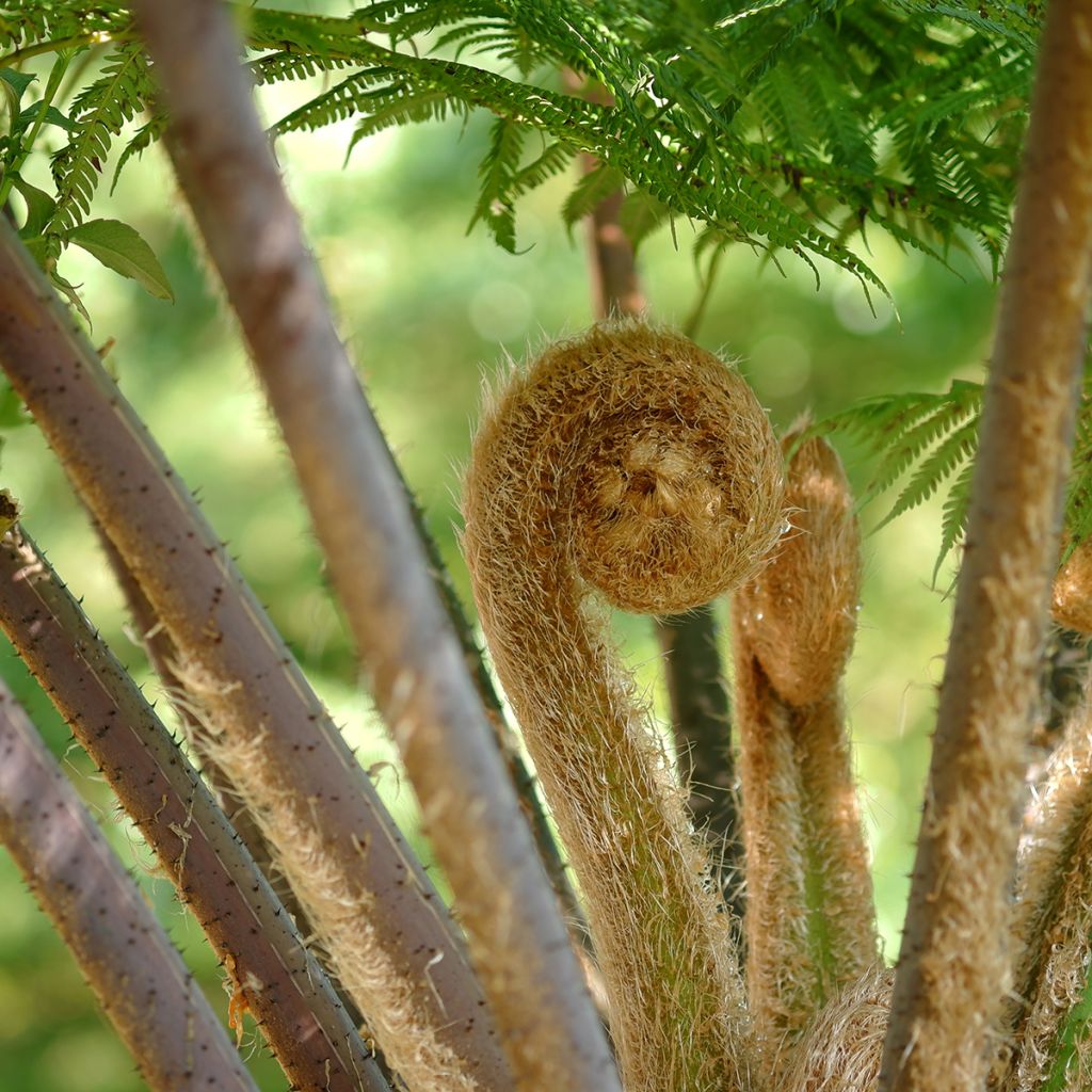 Cyathea cooperi - Felce arborea