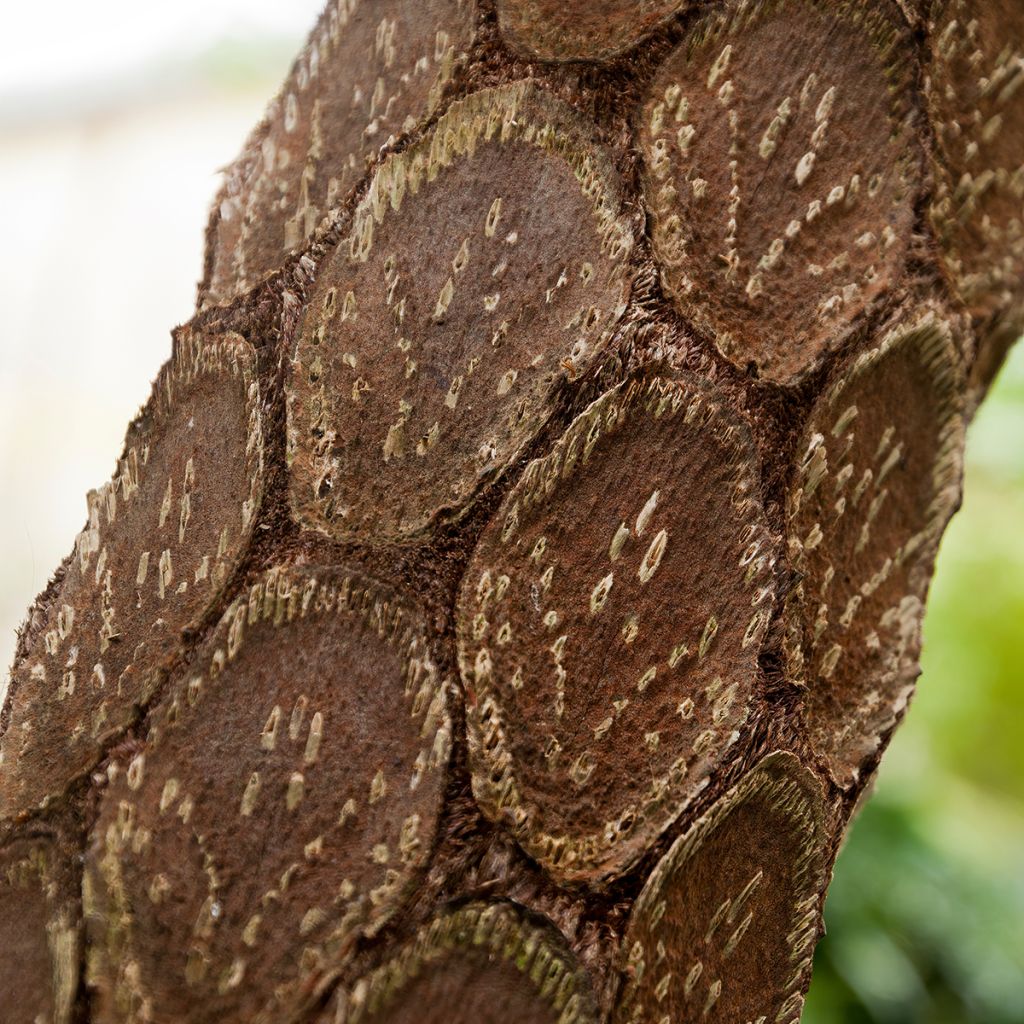 Cyathea cooperi - Felce arborea