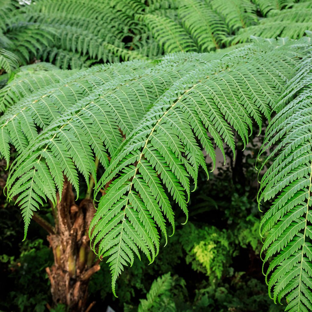 Cyathea cooperi - Felce arborea