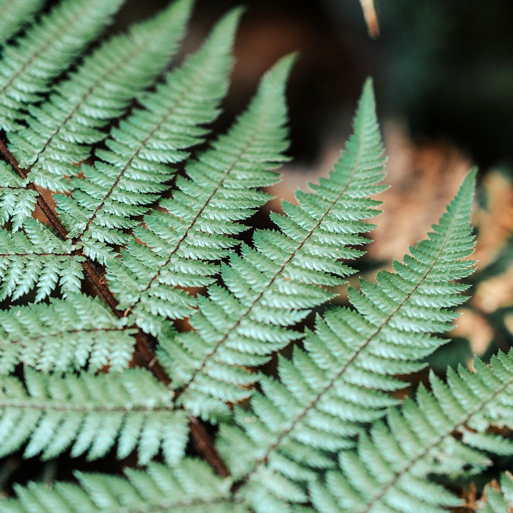 Cyathea dealbata - Felce d'Argento