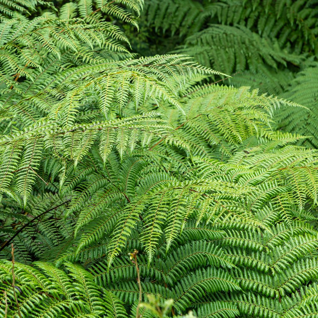 Cyathea dealbata - Felce d'Argento