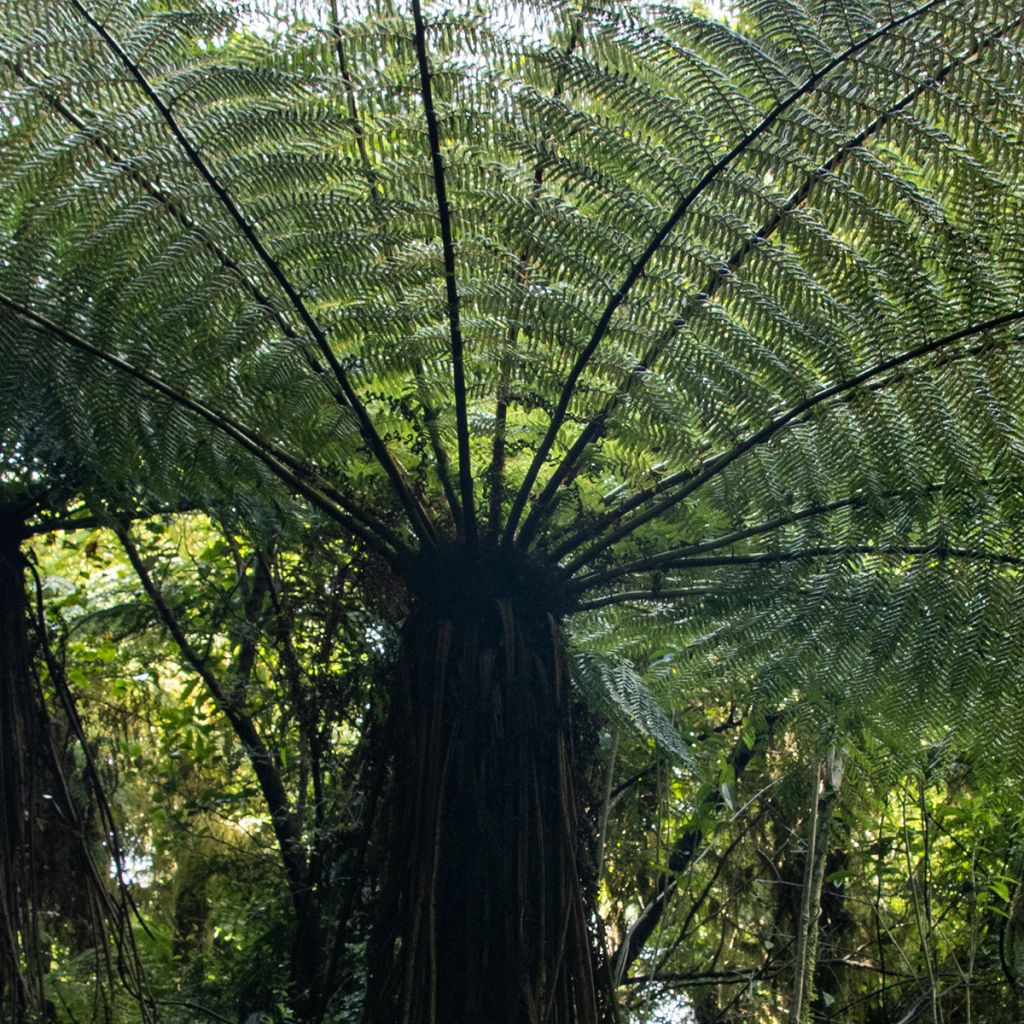 Cyathea medullaris - Felce nera