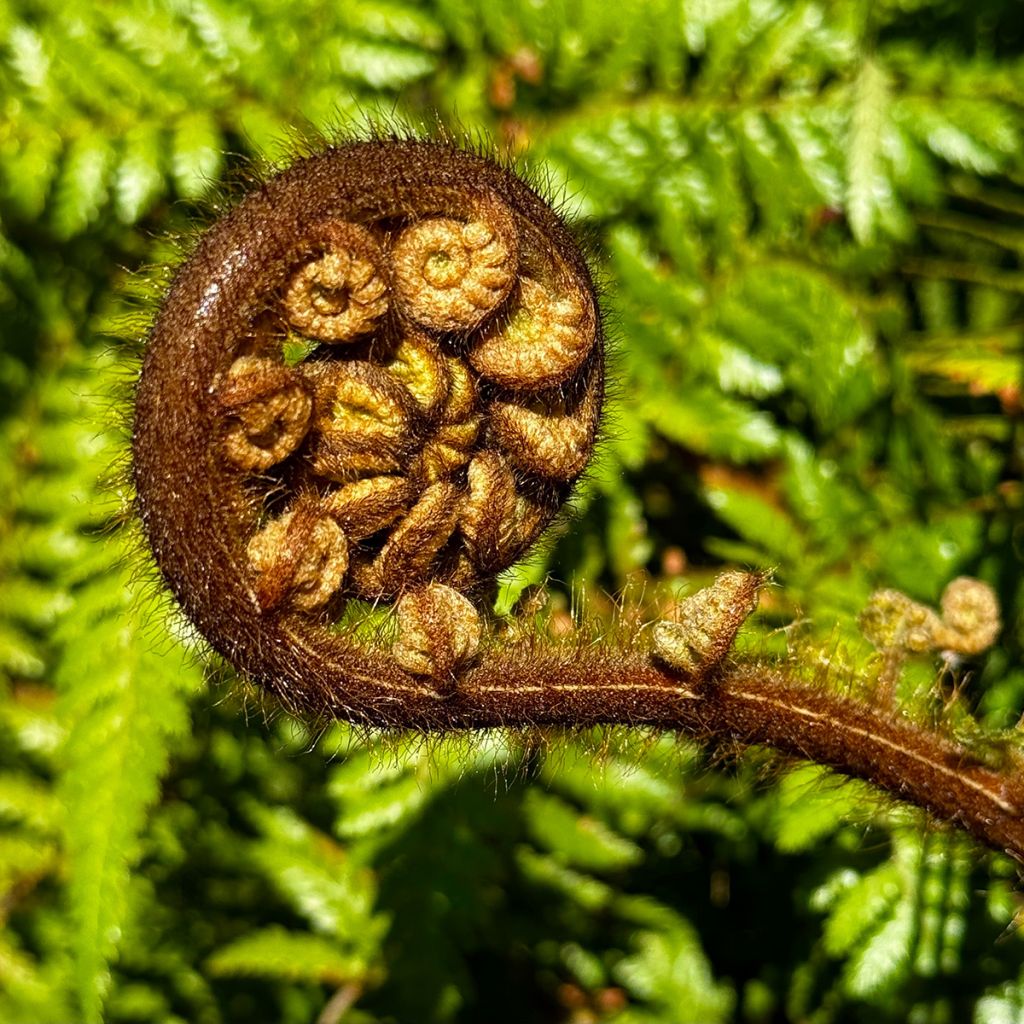 Cyathea medullaris - Felce nera
