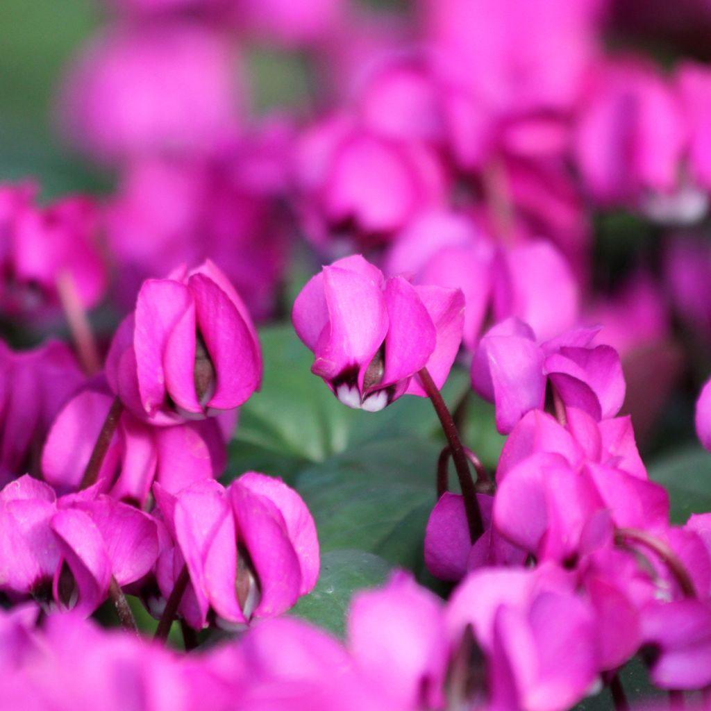 Ciclamino coum Fuschia feuillage vert