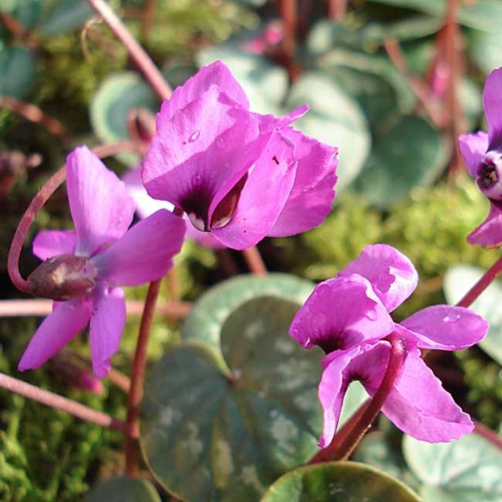 Ciclamino coum rosea