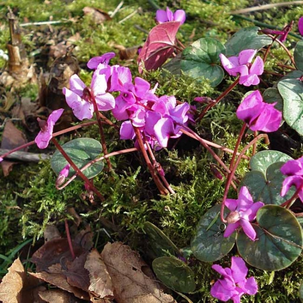 Ciclamino coum rosea