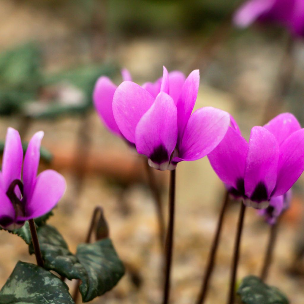 Ciclamino coum rosea