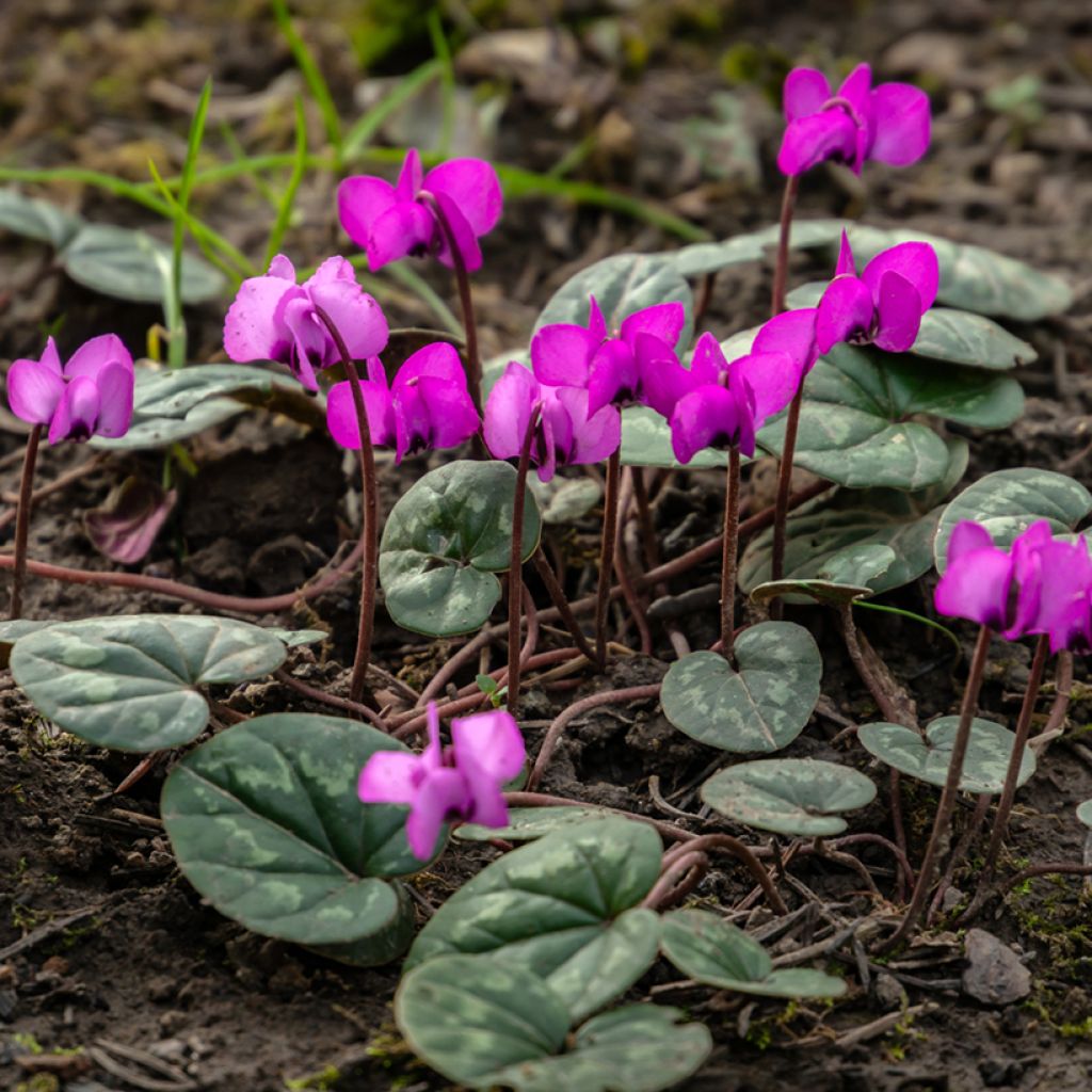 Ciclamino coum rosea