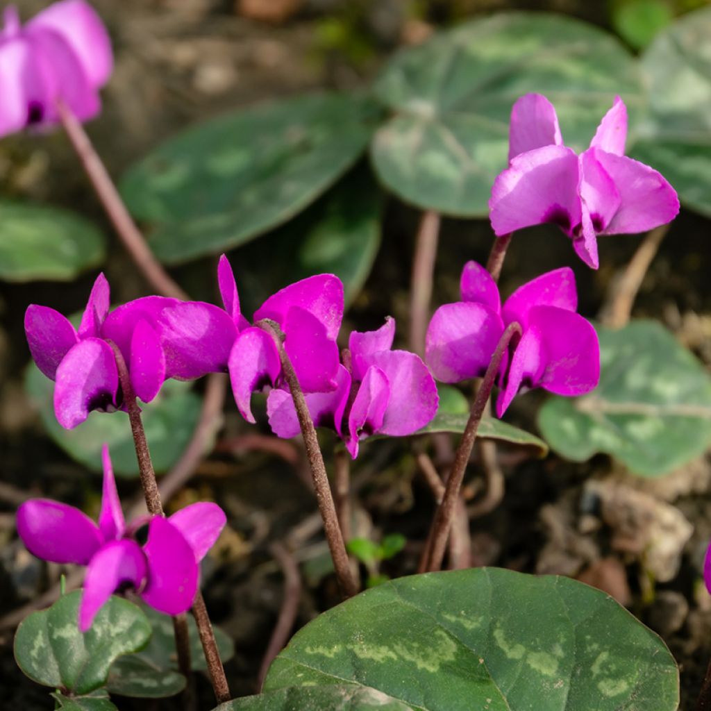 Ciclamino coum rosea