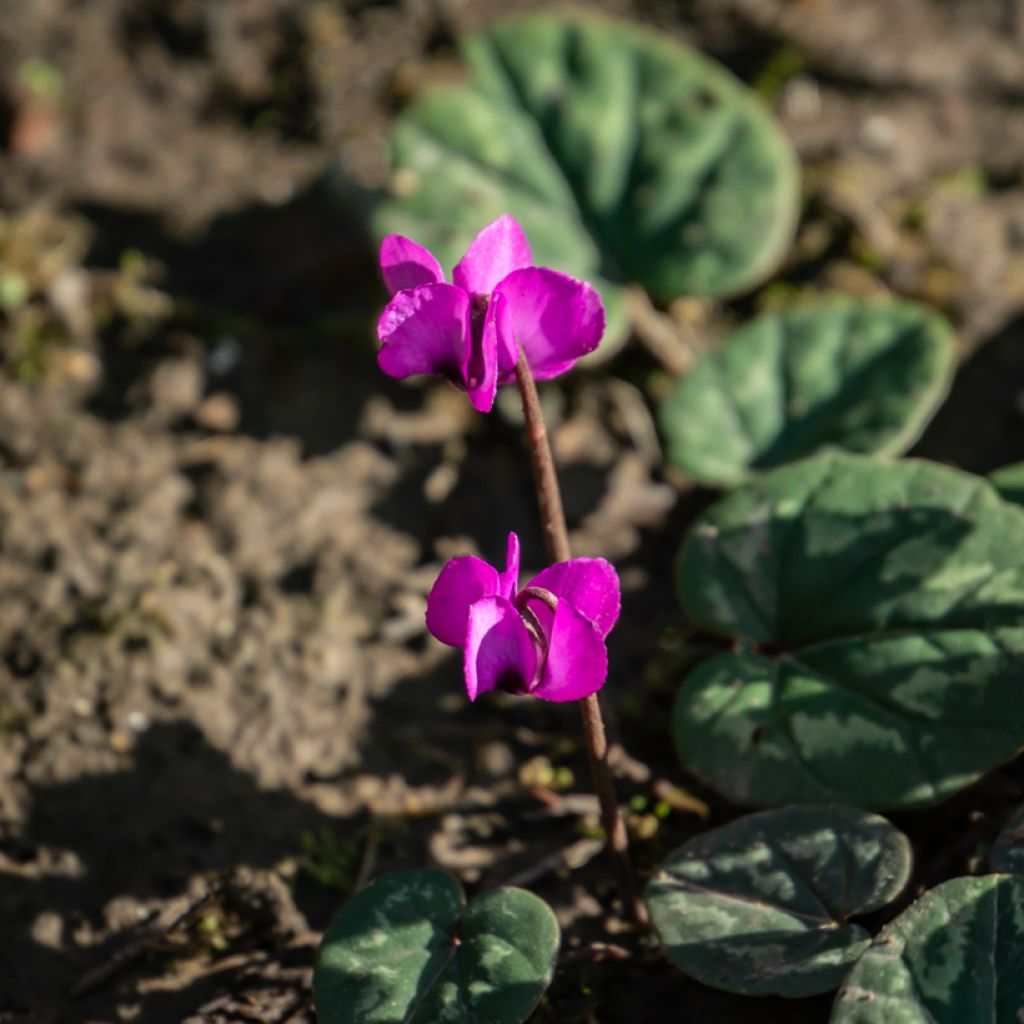 Ciclamino coum rosea
