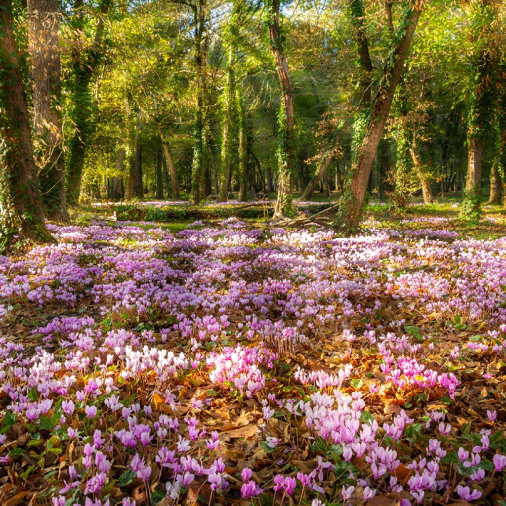 Cyclamen hederifolium