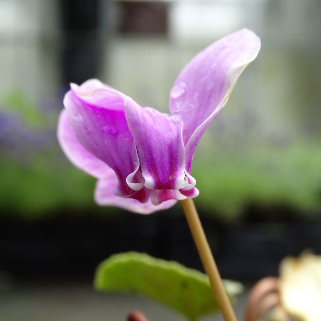 Cyclamen hederifolium