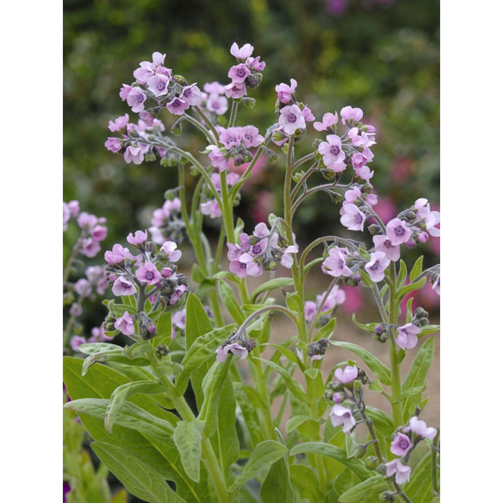 Cynoglossum zeylanicum Mystery Rose (semi) - Cinoglosso