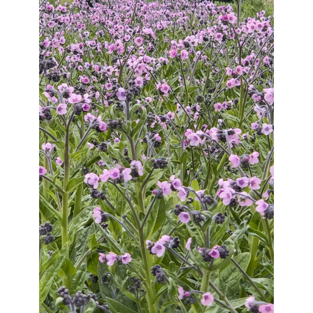 Cynoglossum zeylanicum Mystery Rose (semi) - Cinoglosso