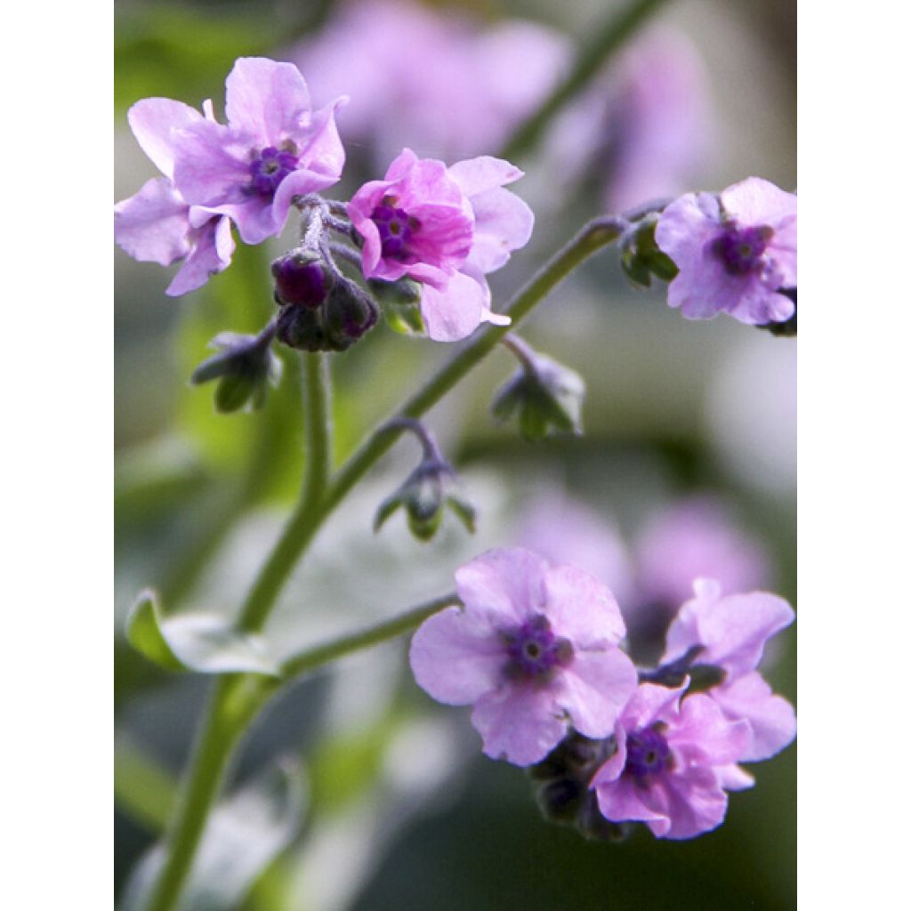 Cynoglossum zeylanicum Mystery Rose (semi) - Cinoglosso