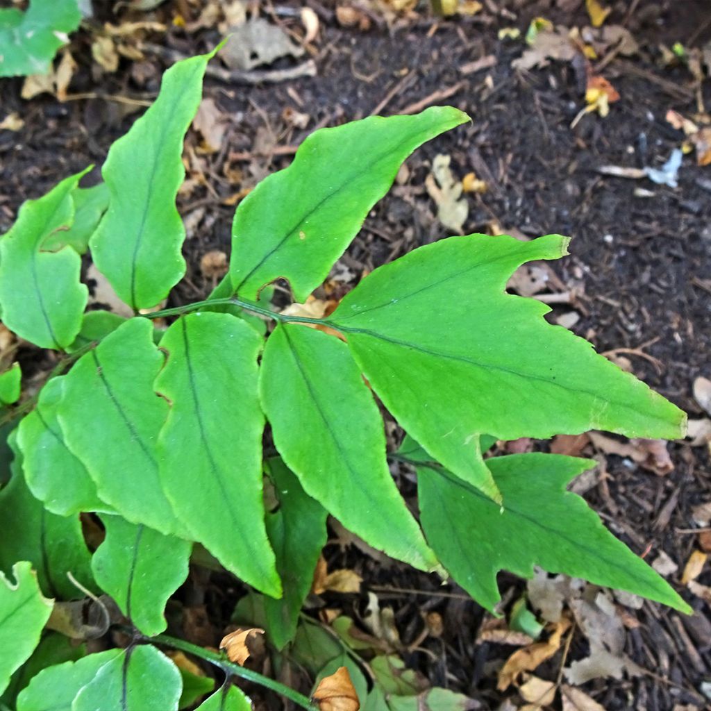 Cyrtomium fortunei