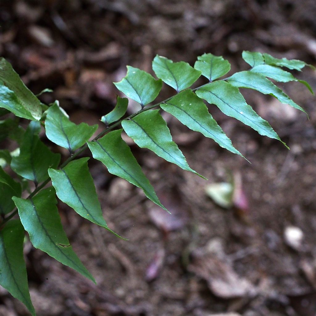Cyrtomium fortunei