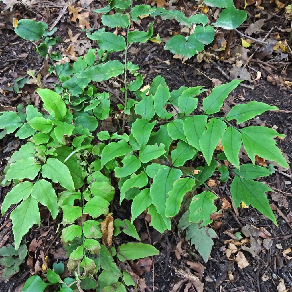 Cyrtomium fortunei