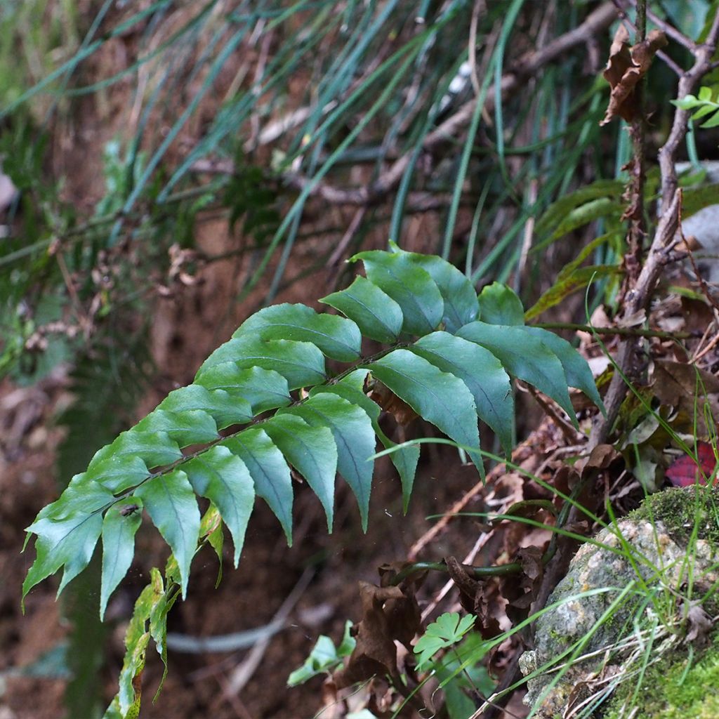 Cyrtomium fortunei