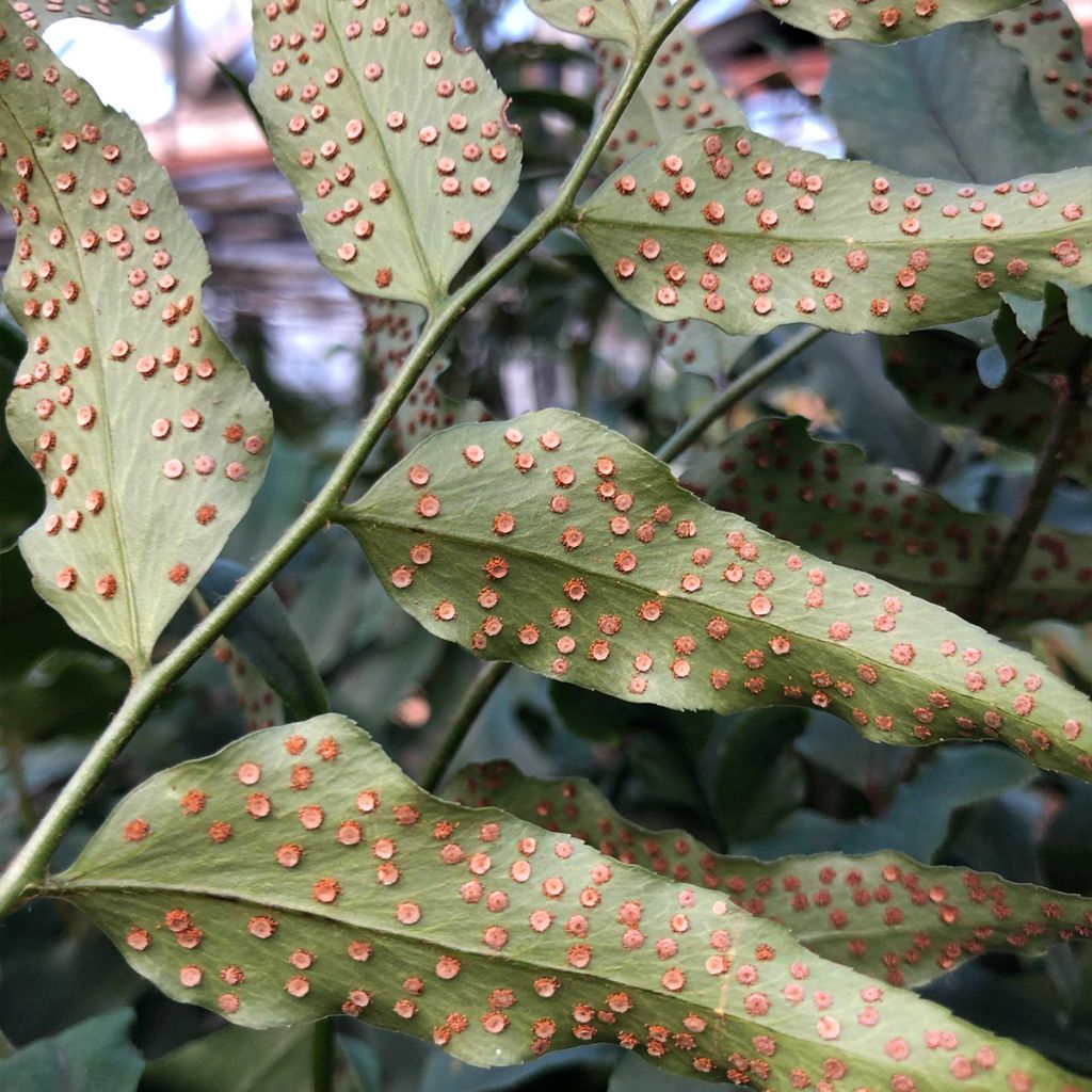 Cyrtomium fortunei