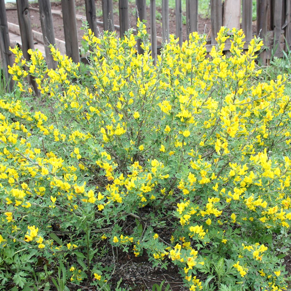 Cytisus decumbens
