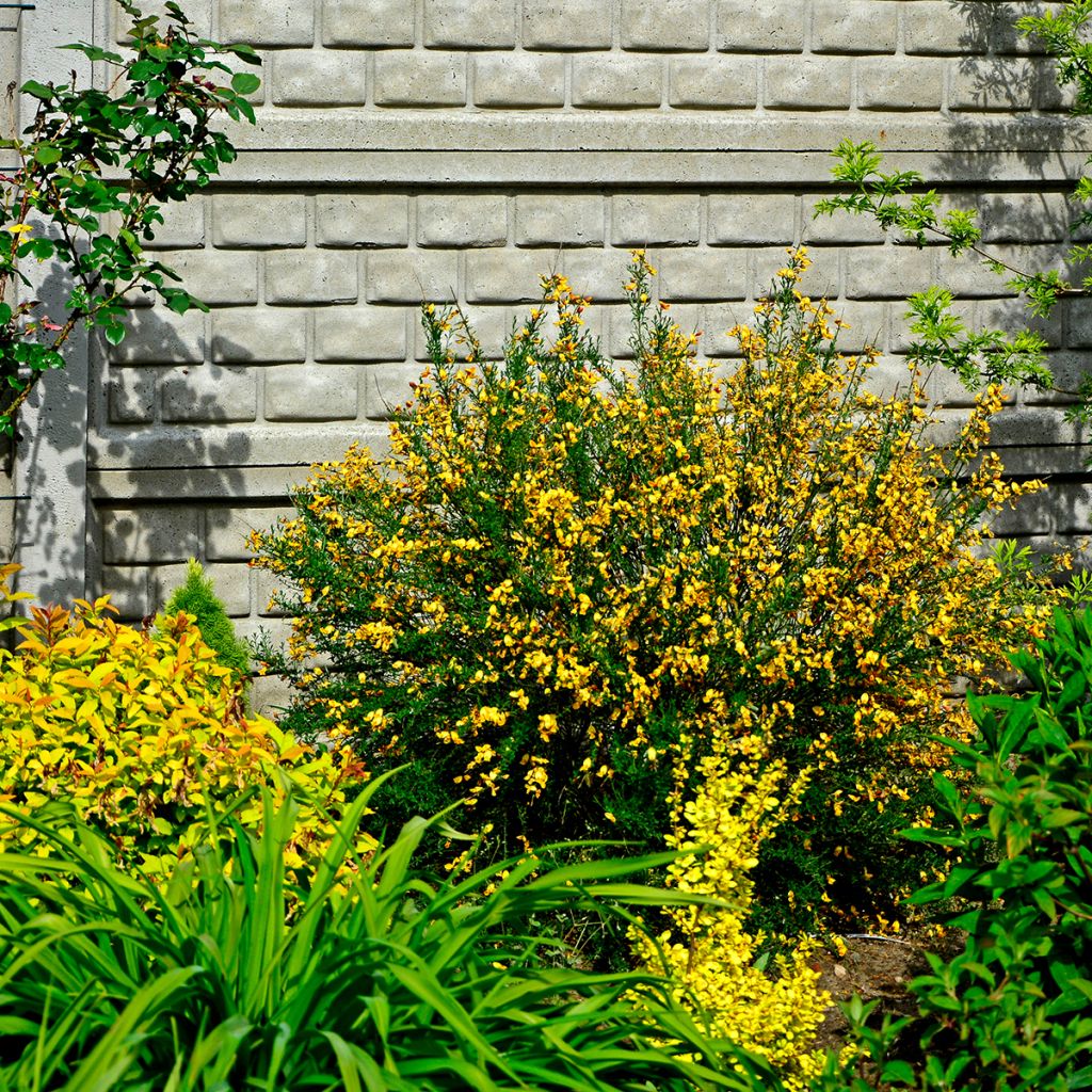 Cytisus scoparius Apricot Gem - Ginestra dei carbonai